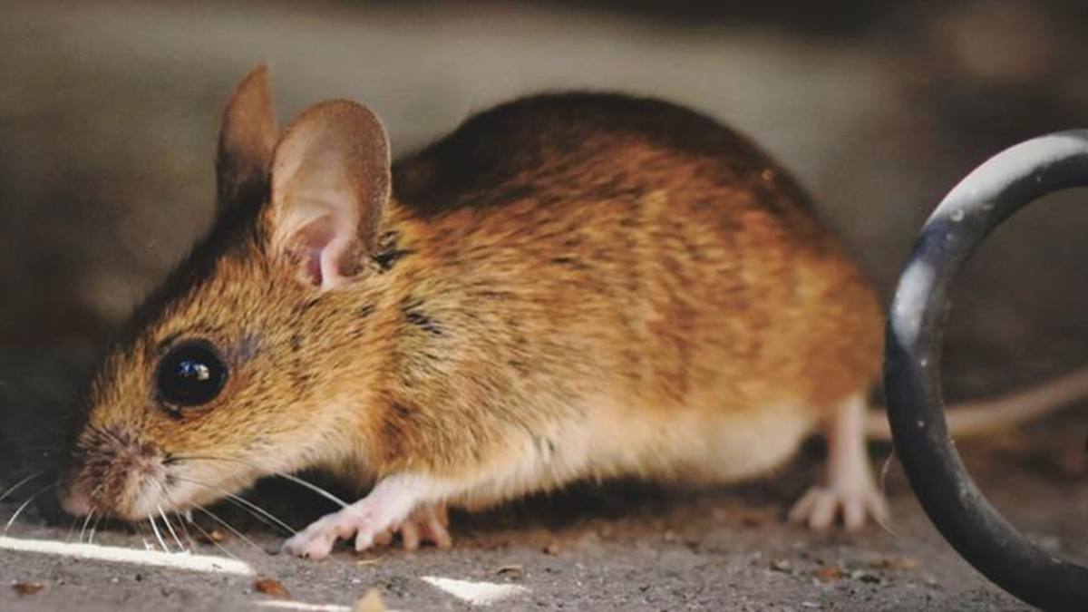 La Comunidad de Madrid lanza una guía sobre el hantavirus: esto deben saber los vecinos de Alcorcón