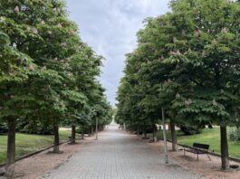 El Parque de la Ribota renueva su imagen y gana atractivo en Alcorcón El Parque de la Ribota renueva su imagen y gana atractivo en Alcorcón