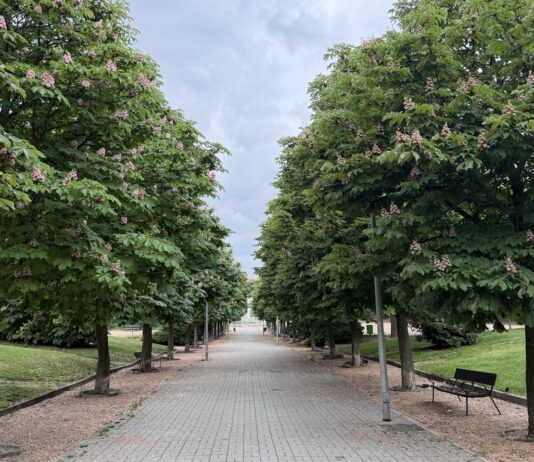 El Parque de la Ribota renueva su imagen y gana atractivo en Alcorcón El Parque de la Ribota renueva su imagen y gana atractivo en Alcorcón