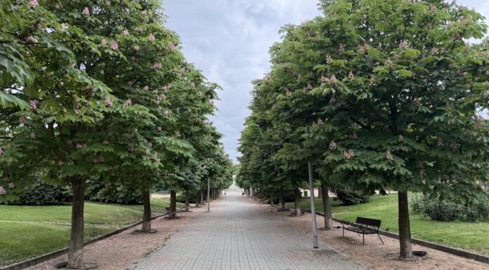 El Parque de la Ribota renueva su imagen y gana atractivo en Alcorcón