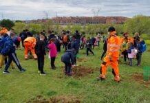 Más de 8.500 árboles plantados