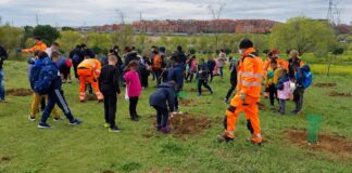 Más de 8.500 árboles plantados