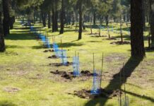 Así está cambiando Las Presillas: Alcorcón planta más de 2.200 árboles
