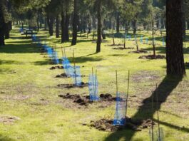 Así está cambiando Las Presillas: Alcorcón planta más de 2.200 árboles