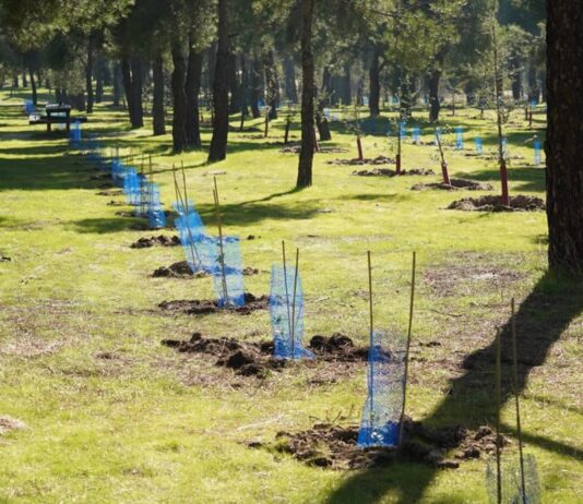 Así está cambiando Las Presillas: Alcorcón planta más de 2.200 árboles