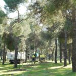 presillas-arboles-alcorcon