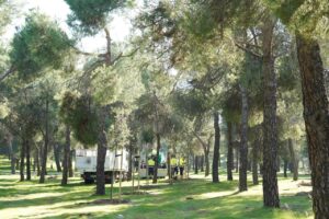 Así está cambiando Las Presillas: Alcorcón planta más de 2.200 árboles